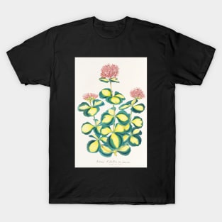 Variegated Sedum - Hylotelephium sieboldii variegata - botanical illustration T-Shirt